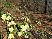 18 Primule gialle e erba trinita (Hepatica nobilis) infiorano il sentiero